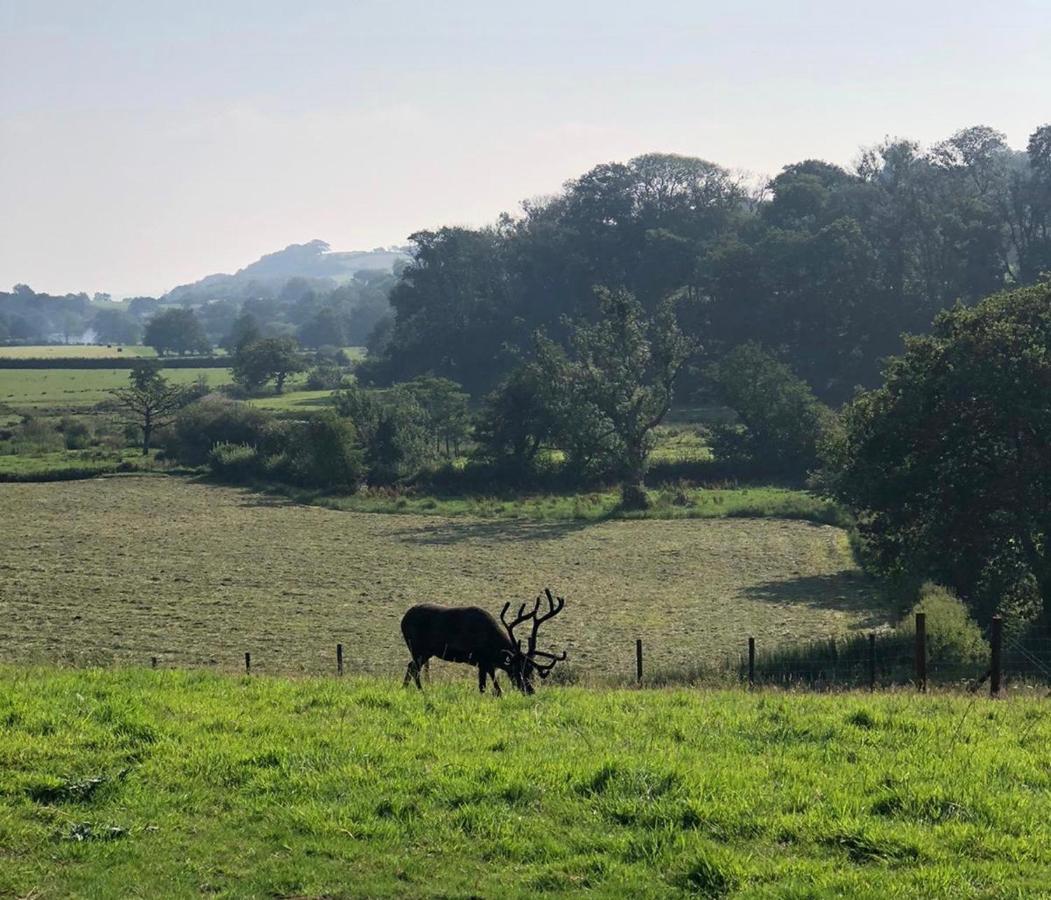 The Reindeer Retreat Buttercup Twin Hotell Kidwelly Eksteriør bilde