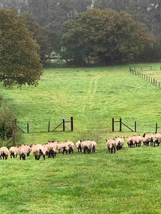 The Reindeer Retreat Buttercup Twin Hotell Kidwelly Eksteriør bilde
